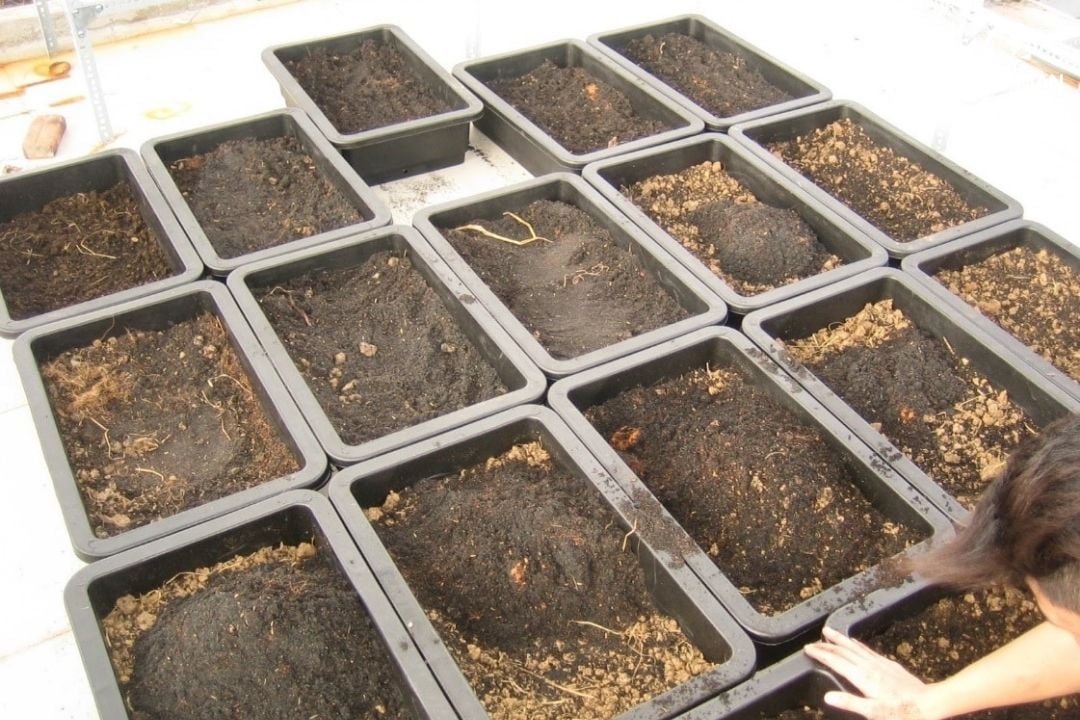 Hướng Dẫn Cách Trồng Rau Tại Nhà Dễ Dàng Và Hiệu Quả