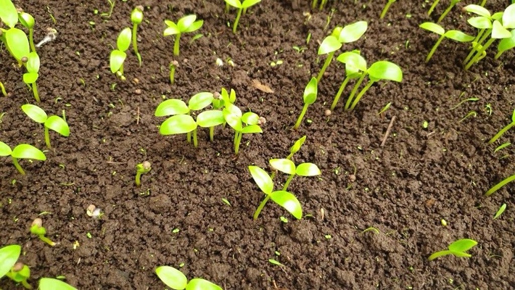 Hướng Dẫn Cách Trồng Rau Tại Nhà Dễ Dàng Và Hiệu Quả