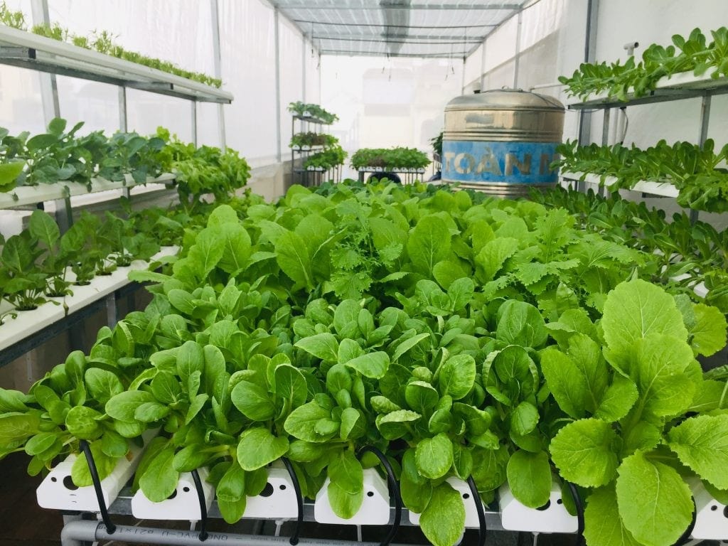 Hướng Dẫn Cách Trồng Rau Tại Nhà Dễ Dàng Và Hiệu Quả