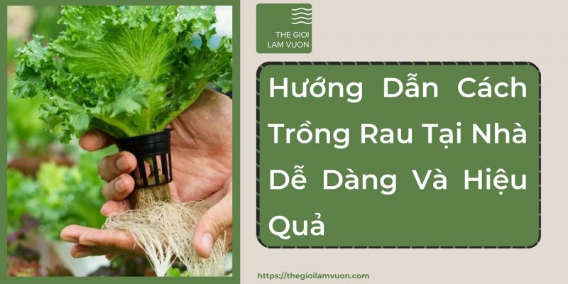 Hướng dẫn cách trồng rau tại nhà dễ dàng và hiệu quả 36 Hướng Dẫn Cách Trồng Rau Tại Nhà Dễ Dàng Và Hiệu Quả