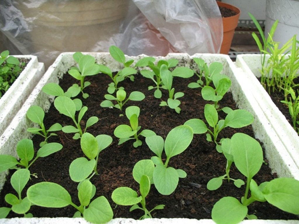 Cách trồng rau cải và cách chăm sóc dễ dàng tại nhà giúp mang đến hiệu quả cao 7 Cách Trồng Rau Cải Và Cách Chăm Sóc Dễ Dàng Tại Nhà Giúp Mang Đến Hiệu Quả Cao