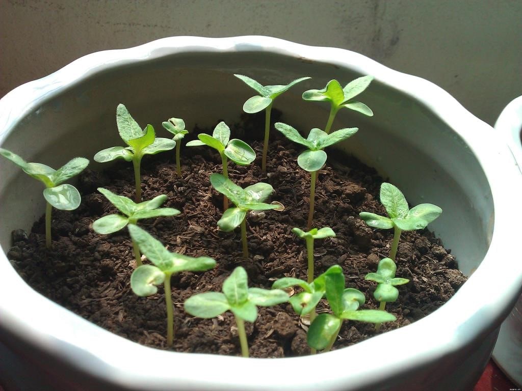 Cách trồng rau cải và cách chăm sóc dễ dàng tại nhà giúp mang đến hiệu quả cao 9 Cách Trồng Rau Cải Và Cách Chăm Sóc Dễ Dàng Tại Nhà Giúp Mang Đến Hiệu Quả Cao