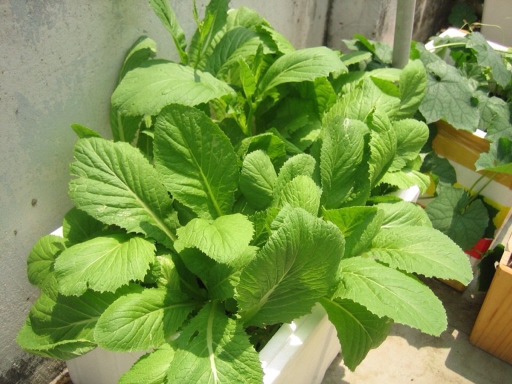 Cách trồng rau cải và cách chăm sóc dễ dàng tại nhà giúp mang đến hiệu quả cao 11 Cách Trồng Rau Cải Và Cách Chăm Sóc Dễ Dàng Tại Nhà Giúp Mang Đến Hiệu Quả Cao