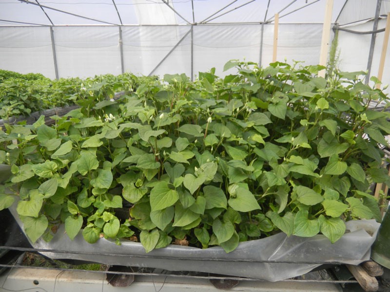 Hướng Dẫn Cách Trồng Rau Diếp Cá Xanh Mướt, Năng Suất Cao