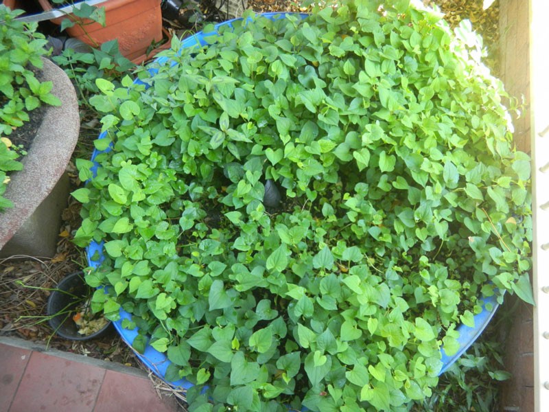 Hướng Dẫn Cách Trồng Rau Diếp Cá Xanh Mướt, Năng Suất Cao