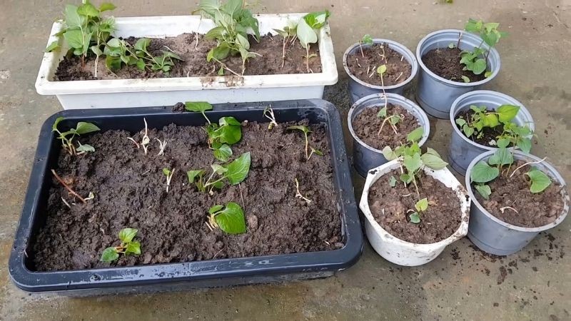 Hướng Dẫn Cách Trồng Rau Diếp Cá Xanh Mướt, Năng Suất Cao