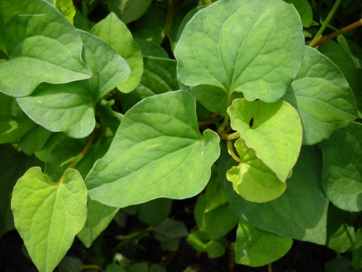 Hướng Dẫn Cách Trồng Rau Diếp Cá Xanh Mướt, Năng Suất Cao