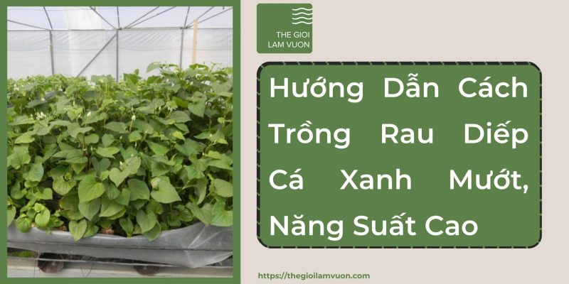 Hướng dẫn cách trồng rau diếp cá xanh mướt, năng suất cao 45 Hướng Dẫn Cách Trồng Rau Diếp Cá Xanh Mướt, Năng Suất Cao