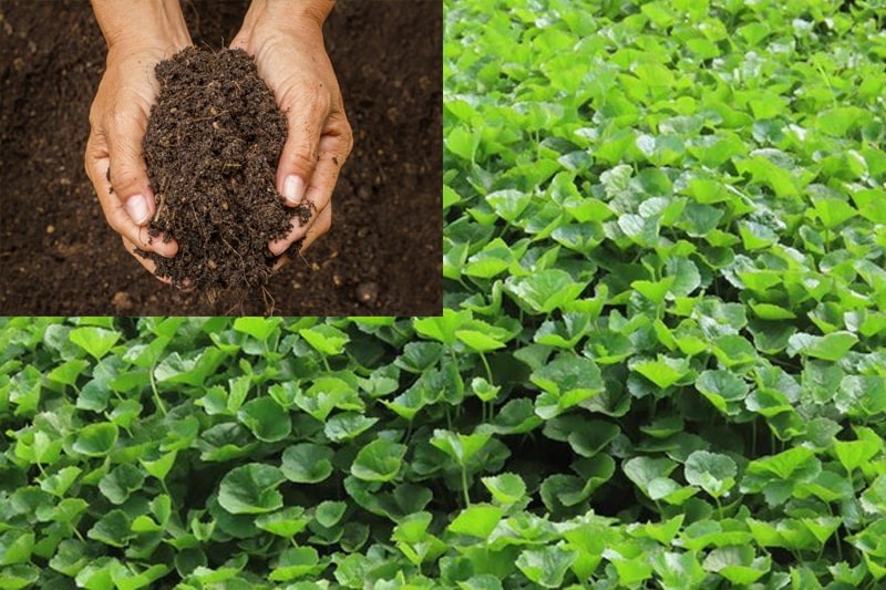 Hướng Dẫn Cách Trồng Rau Má Tại Nhà Cực Đơn Giản