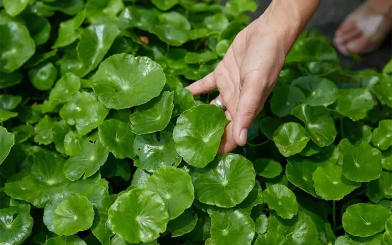 Hướng Dẫn Cách Trồng Rau Má Tại Nhà Cực Đơn Giản