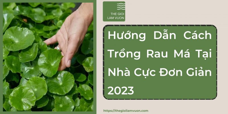Hướng dẫn cách trồng rau má tại nhà cực đơn giản 50 Hướng Dẫn Cách Trồng Rau Má Tại Nhà Cực Đơn Giản