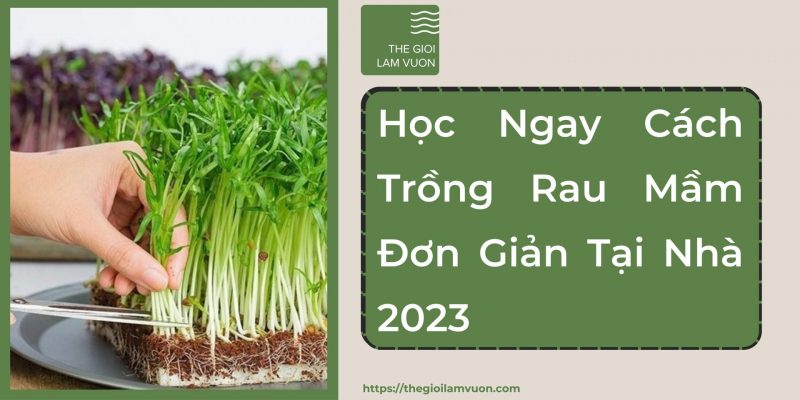 Học ngay cách trồng rau mầm đơn giản tại nhà 61 Học Ngay Cách Trồng Rau Mầm Đơn Giản Tại Nhà