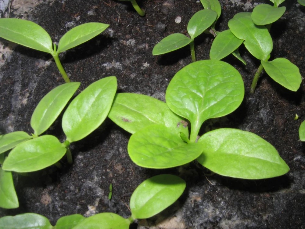 2 cách trồng rau mồng tơi tại nhà bằng hạt và bằng cành 5 2 Cách Trồng Rau Mồng Tơi Tại Nhà Bằng Hạt Và Bằng Cành