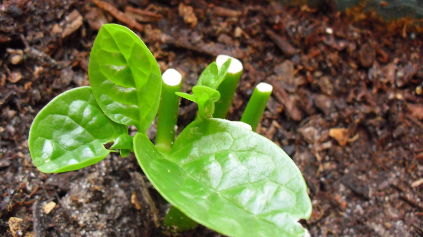 2 cách trồng rau mồng tơi tại nhà bằng hạt và bằng cành 7 2 Cách Trồng Rau Mồng Tơi Tại Nhà Bằng Hạt Và Bằng Cành