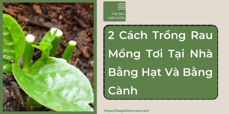 2 cách trồng rau mồng tơi tại nhà bằng hạt và bằng cành 40 2 Cách Trồng Rau Mồng Tơi Tại Nhà Bằng Hạt Và Bằng Cành