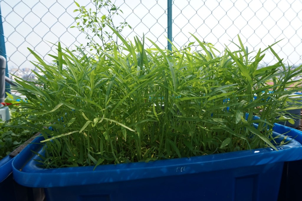 Hướng dẫn chi tiết bạn cách trồng rau muống cực dễ dàng và hiệu quả 6 Hướng Dẫn Chi Tiết Bạn Cách Trồng Rau Muống Cực Dễ Dàng Và Hiệu Quả