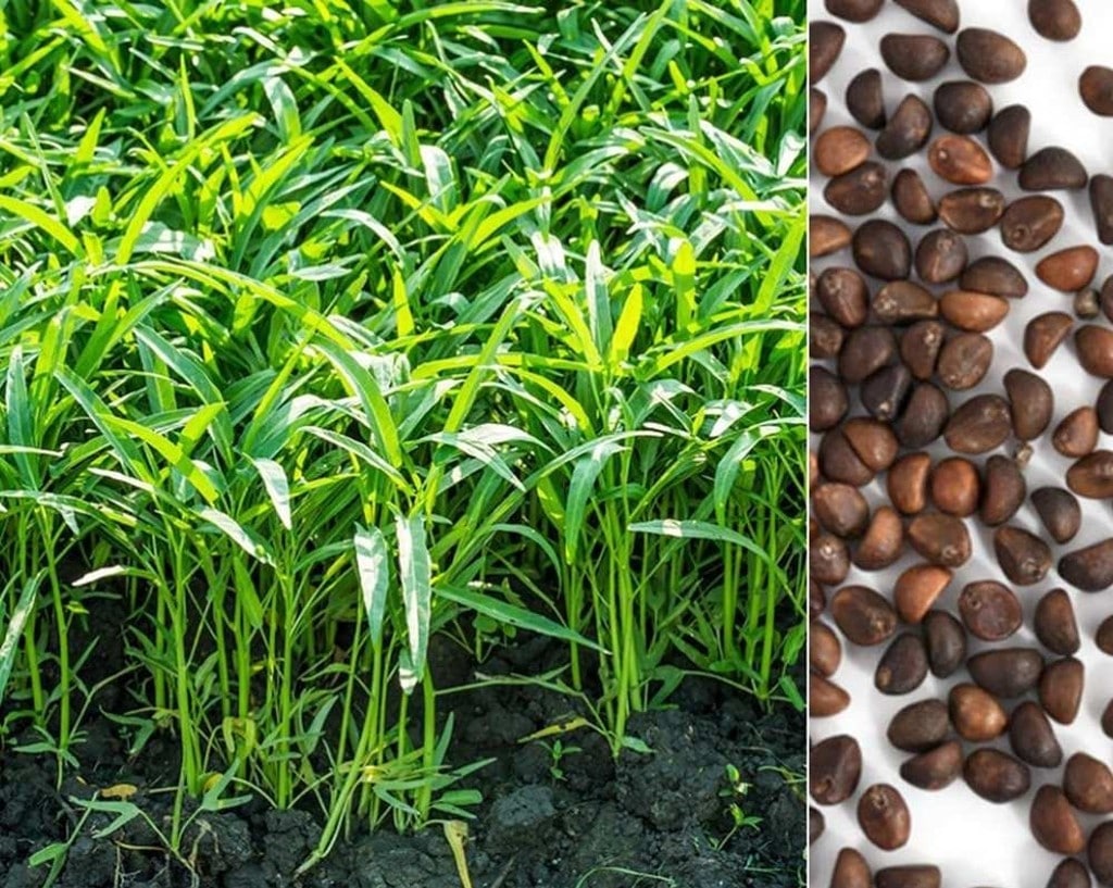 Hướng dẫn chi tiết bạn cách trồng rau muống cực dễ dàng và hiệu quả 7 Hướng Dẫn Chi Tiết Bạn Cách Trồng Rau Muống Cực Dễ Dàng Và Hiệu Quả