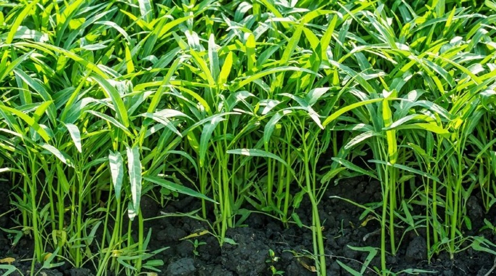 Hướng dẫn chi tiết bạn cách trồng rau muống cực dễ dàng và hiệu quả 8 Hướng Dẫn Chi Tiết Bạn Cách Trồng Rau Muống Cực Dễ Dàng Và Hiệu Quả