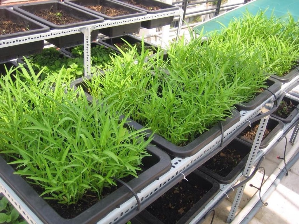 Hướng dẫn chi tiết bạn cách trồng rau muống cực dễ dàng và hiệu quả 9 Hướng Dẫn Chi Tiết Bạn Cách Trồng Rau Muống Cực Dễ Dàng Và Hiệu Quả