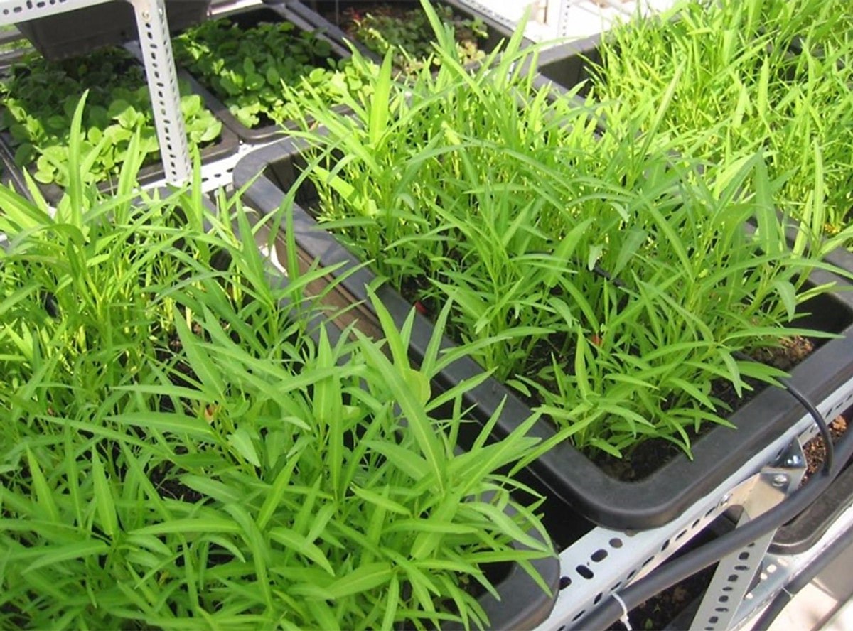 Hướng dẫn chi tiết bạn cách trồng rau muống cực dễ dàng và hiệu quả 10 Hướng Dẫn Chi Tiết Bạn Cách Trồng Rau Muống Cực Dễ Dàng Và Hiệu Quả