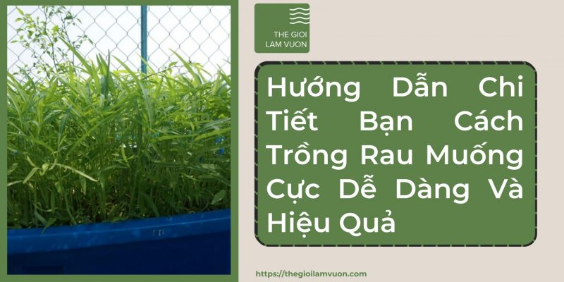 Hướng dẫn chi tiết bạn cách trồng rau muống cực dễ dàng và hiệu quả 25 Hướng Dẫn Chi Tiết Bạn Cách Trồng Rau Muống Cực Dễ Dàng Và Hiệu Quả