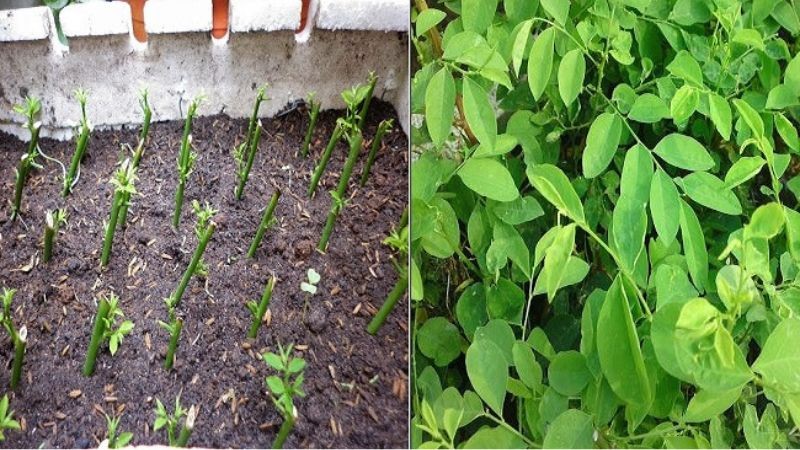 Hướng Dẫn Cách Trồng Rau Ngót Bằng Cành Dễ Dàng Và Hiệu Quả