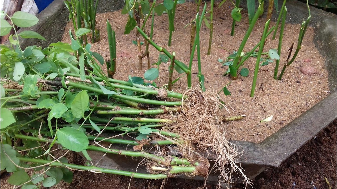 Hướng Dẫn Cách Trồng Rau Ngót Bằng Cành Dễ Dàng Và Hiệu Quả