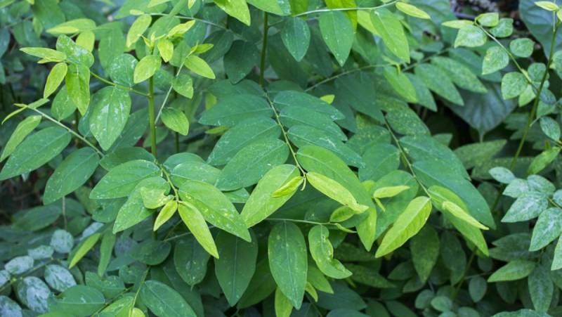 Hướng Dẫn Cách Trồng Rau Ngót Bằng Cành Dễ Dàng Và Hiệu Quả