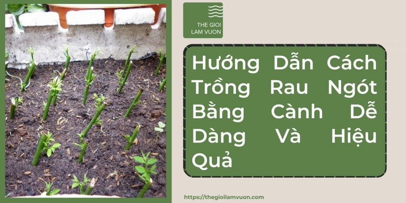 Hướng dẫn cách trồng rau ngót bằng cành dễ dàng và hiệu quả 23 Hướng Dẫn Cách Trồng Rau Ngót Bằng Cành Dễ Dàng Và Hiệu Quả