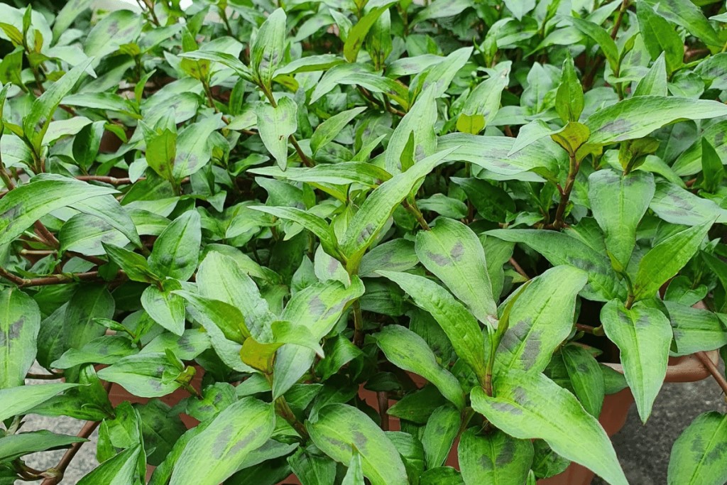 Bỏ Túi Ngay 2 Cách Trồng Rau Răm Hiệu Quả Tại Nhà