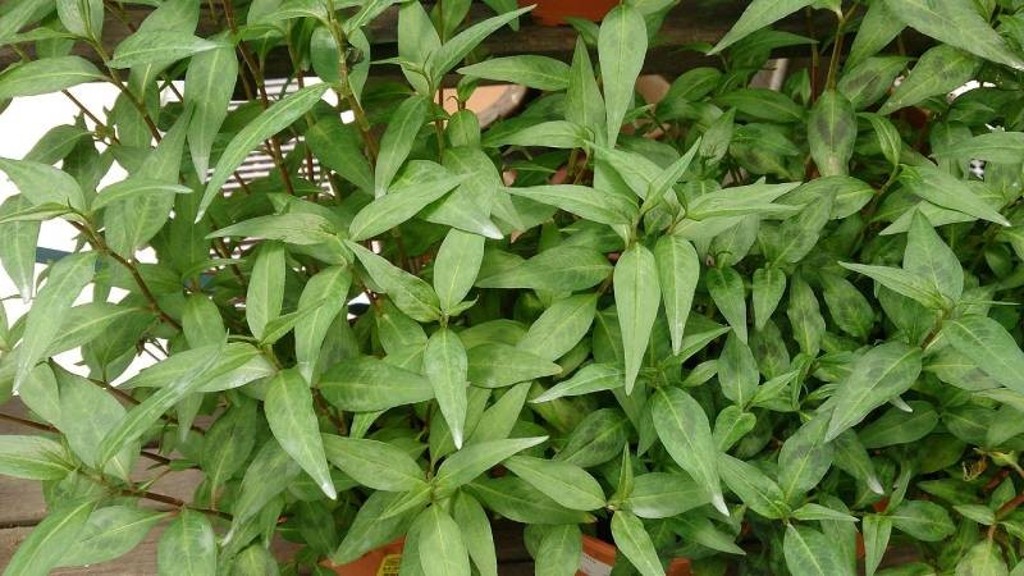 Bỏ Túi Ngay 2 Cách Trồng Rau Răm Hiệu Quả Tại Nhà