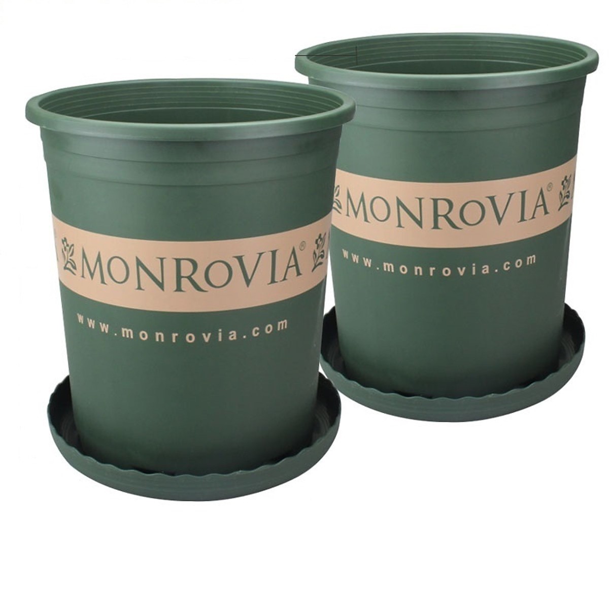 Bỏ Túi Ngay 2 Cách Trồng Rau Răm Hiệu Quả Tại Nhà