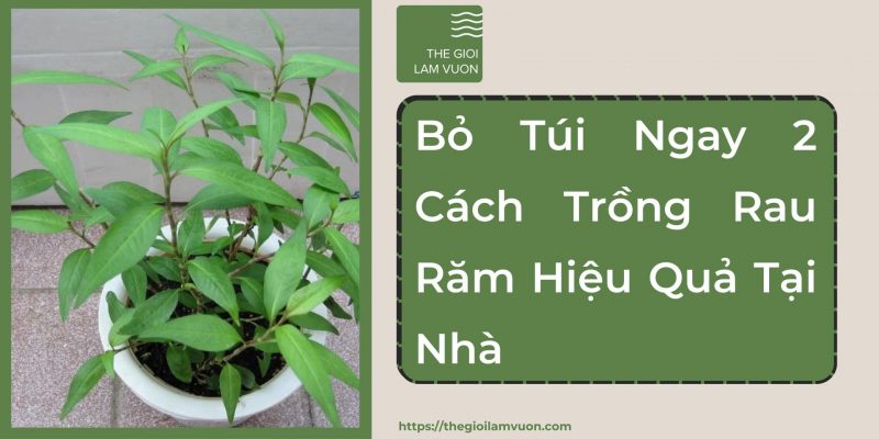 Bỏ túi ngay 2 cách trồng rau răm hiệu quả tại nhà 21 Bỏ Túi Ngay 2 Cách Trồng Rau Răm Hiệu Quả Tại Nhà