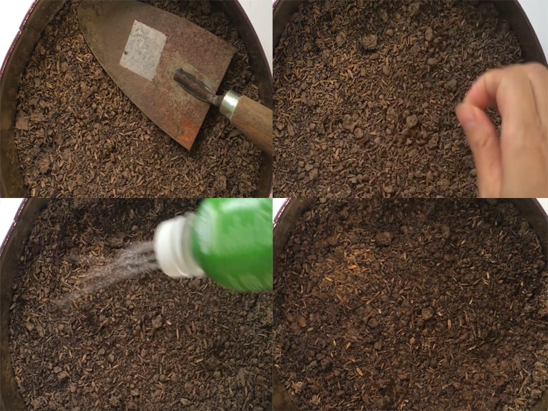 Hướng Dẫn Cách Trồng Rau Xà Lách Và Cách Chăm Sóc Cực Dễ Dàng