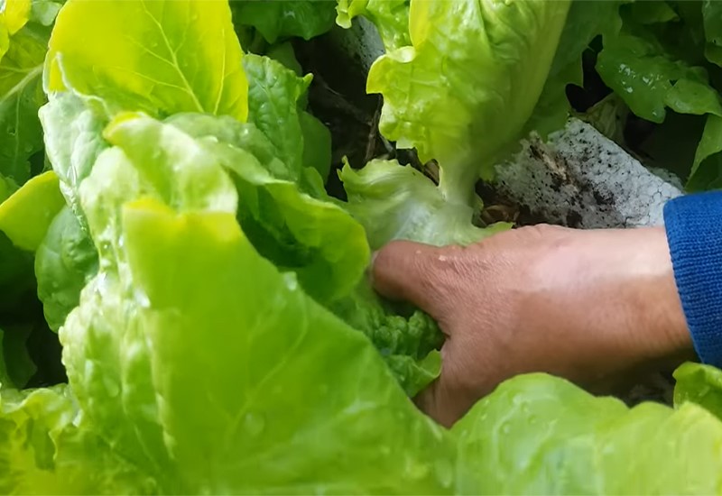 Hướng Dẫn Cách Trồng Rau Xà Lách Và Cách Chăm Sóc Cực Dễ Dàng
