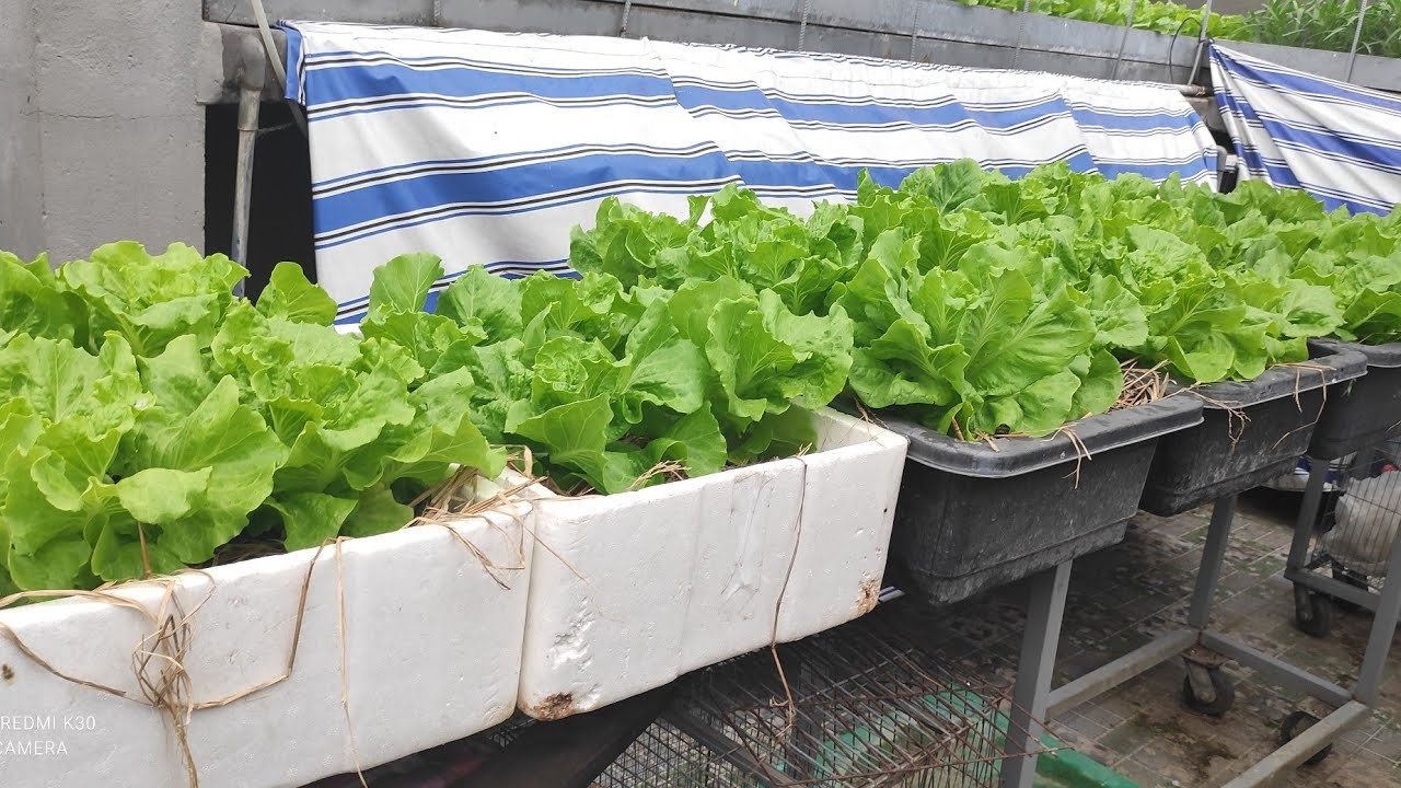 Hướng Dẫn Cách Trồng Rau Xà Lách Và Cách Chăm Sóc Cực Dễ Dàng