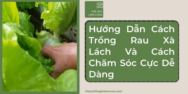 Hướng dẫn cách trồng rau xà lách và cách chăm sóc cực dễ dàng 29 Hướng Dẫn Cách Trồng Rau Xà Lách Và Cách Chăm Sóc Cực Dễ Dàng