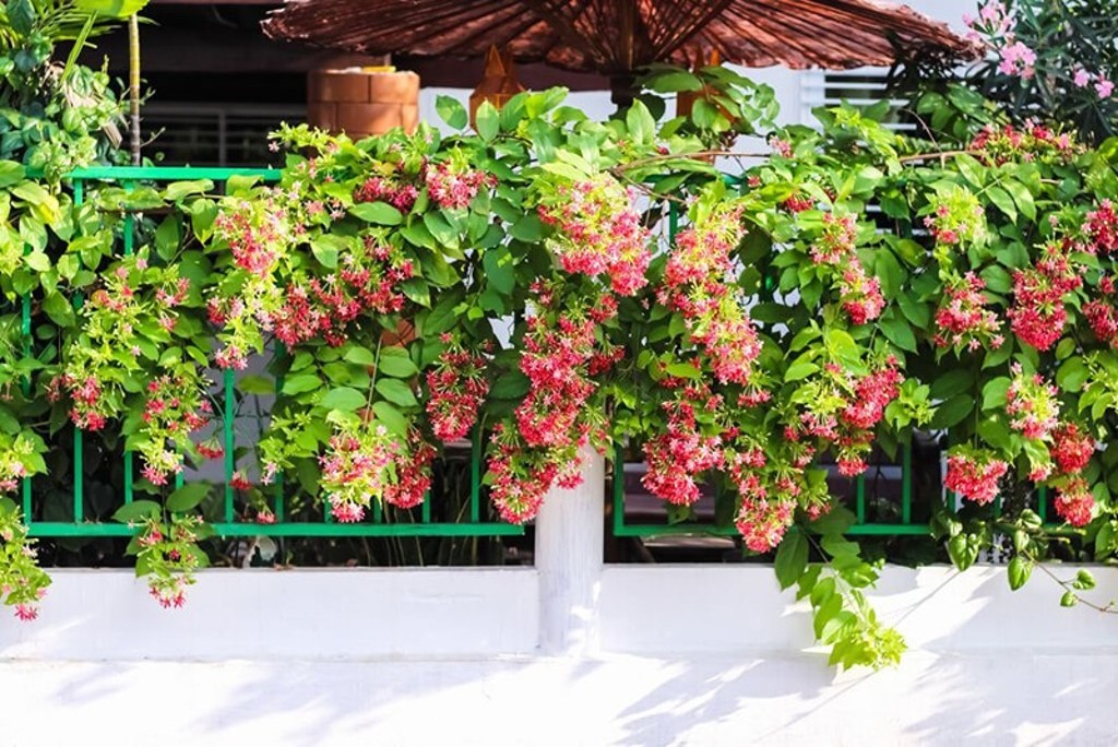 Cây Trồng Ban Công Chịu Nắng Sức Sống Bền Bỉ