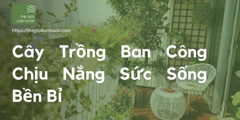 Cây trồng ban công chịu nắng sức sống bền bỉ 37 Cây Trồng Ban Công Chịu Nắng Sức Sống Bền Bỉ
