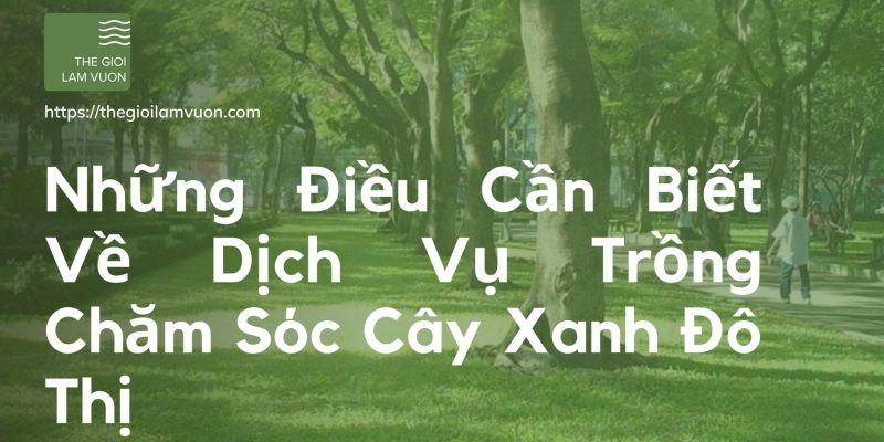 Những điều cần biết về dịch vụ trồng chăm sóc cây xanh đô thị 22 Những Điều Cần Biết Về Dịch Vụ Trồng Chăm Sóc Cây Xanh Đô Thị