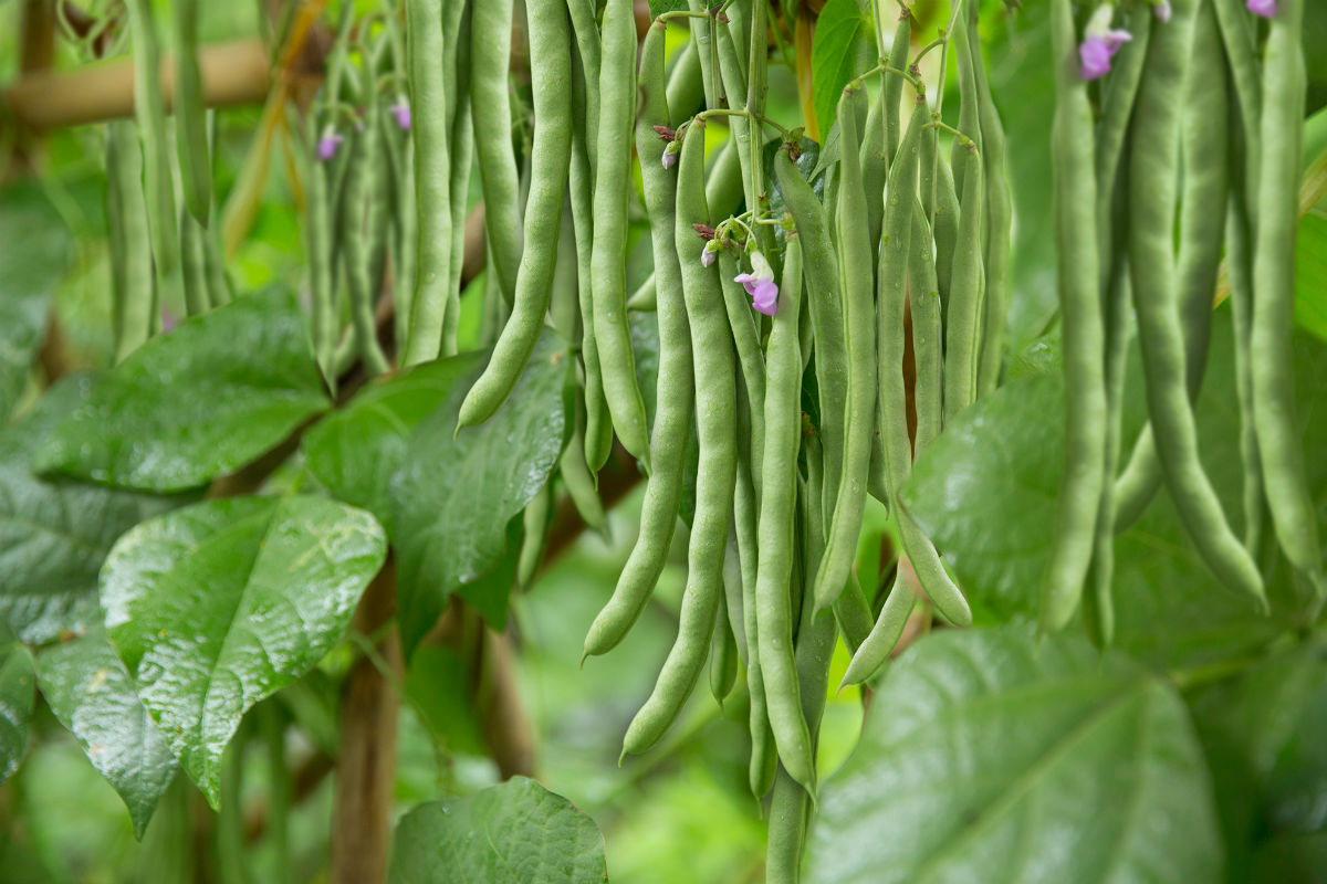 Hạt giống đậu cove hạt trắng 1 hat-giong-dau-cove