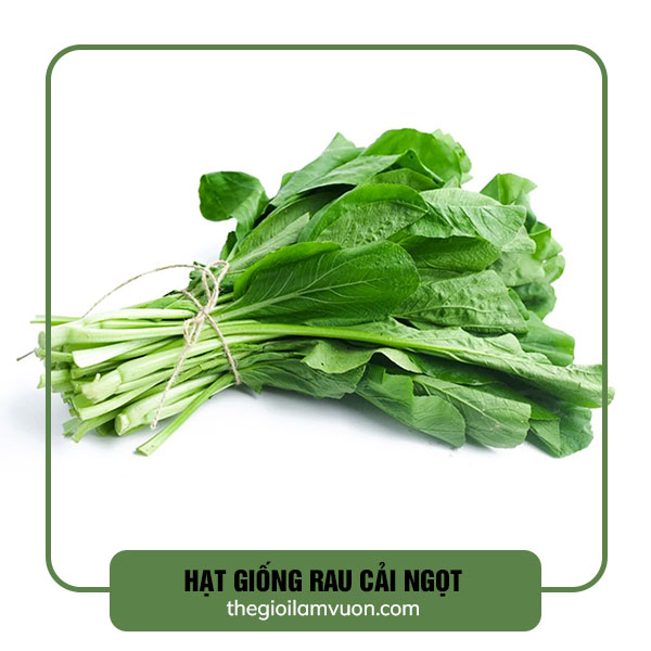 hạt giống rau cải ngọt