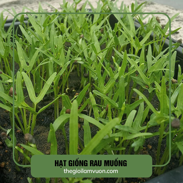 hạt giống rau muống
