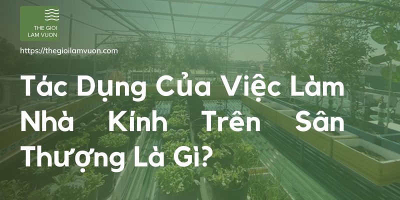 Tác dụng của việc làm nhà kính trên sân thượng là gì? 28 Tác Dụng Của Việc Làm Nhà Kính Trên Sân Thượng Là Gì?