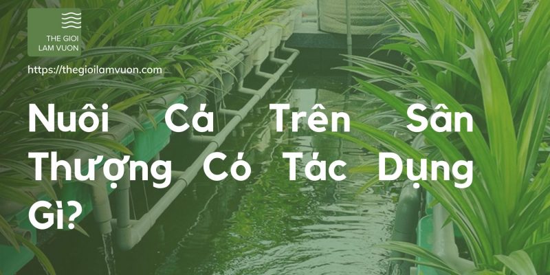 Nuôi cá trên sân thượng có tác dụng gì? 49 Nuôi Cá Trên Sân Thượng Có Tác Dụng Gì?