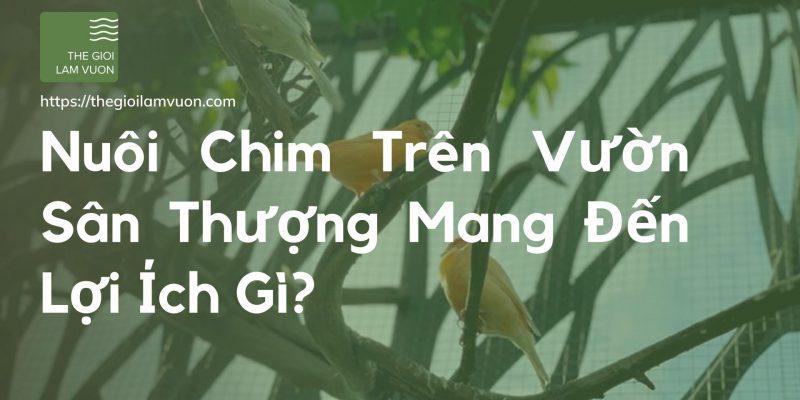 Nuôi chim trên vườn sân thượng mang đến lợi ích gì? 21 Nuôi Chim Trên Vườn Sân Thượng Mang Đến Lợi Ích Gì?