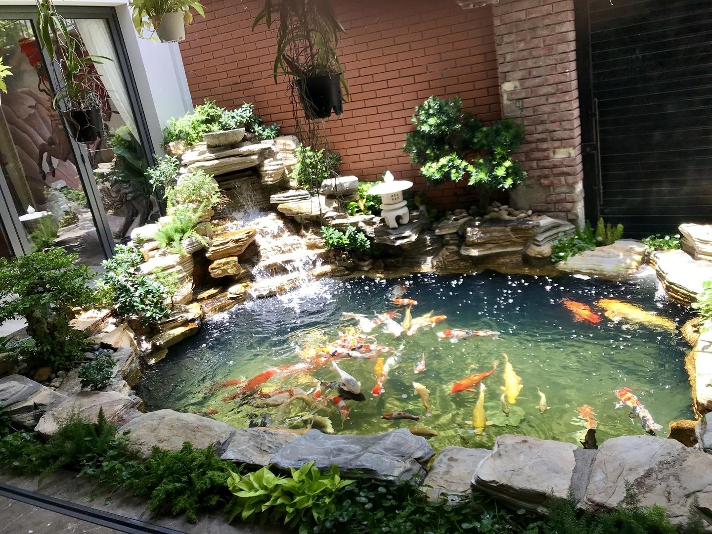 Hướng dẫn thiết kế hồ cá trong sân vườn đẹp mắt 7 Hướng Dẫn Thiết Kế Hồ Cá Trong Sân Vườn Đẹp Mắt