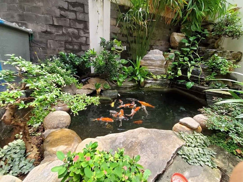 Hướng dẫn thiết kế hồ cá trong sân vườn chi tiết từ a – z 7 Hướng Dẫn Thiết Kế Hồ Cá Trong Sân Vườn Chi Tiết Từ A – Z