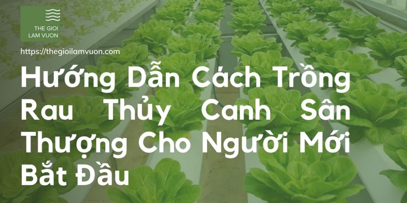 Hướng dẫn cách trồng rau thủy canh sân thượng cho người mới 21 Hướng Dẫn Cách Trồng Rau Thủy Canh Sân Thượng Cho Người Mới