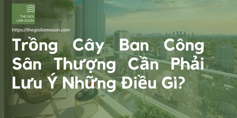 Trồng cây ban công sân thượng cần phải lưu ý những điều gì? 36 Trồng Cây Ban Công Sân Thượng Cần Phải Lưu Ý Những Điều Gì?